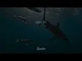 LVBEL C5 - Vodka Beluga (Speed Up)