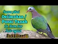 Download Lagu SUARA ASLI BURUNG DELIMUKAN / PUNAI TANAH DI ALAM LIAR PASTI NYAUT
