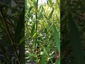 Download Lagu Wisconsin Weeping Willow (pendulina f. pendulina 'Blanda') - Summer