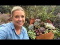 Download Lagu Planting a Succulent Planter, Grama Grass \u0026 How I Deal with Nutsedge!