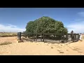 The 1448  years old tree miracle of prophet Muhammad (SAW) #makah #Saudi Arabia