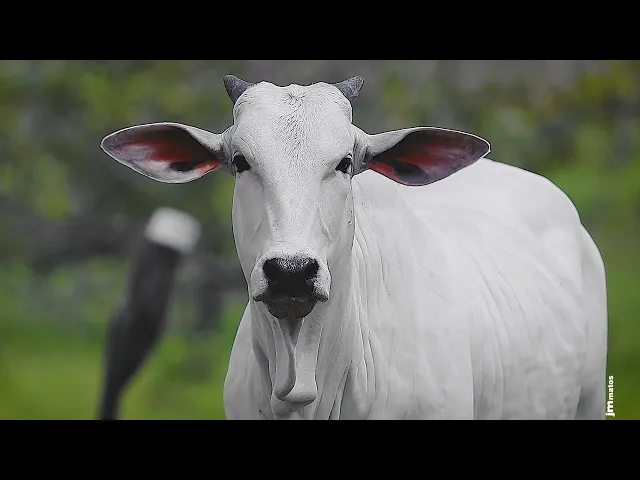 Novilha Nelore CLTN - 208