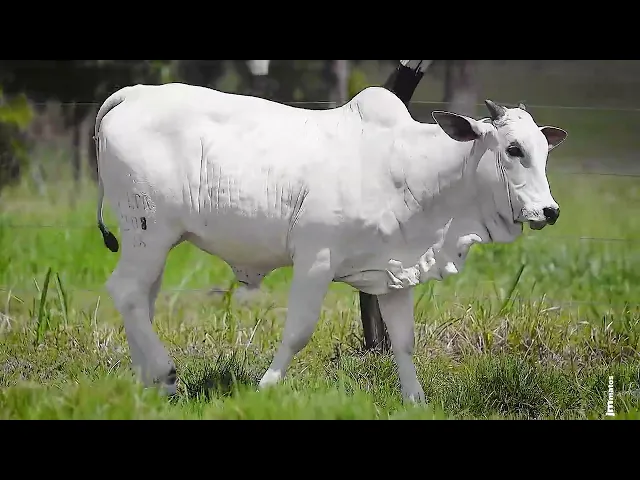 Novilha Nelore CLTN - 208