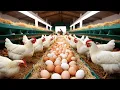 Download Lagu How to Raise Organic Chickens Effectively From Eggs and Meat - Poultry Business.