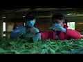 Download Lagu Our Kratom Gardens and Warehouses with Hygienic processing - West Borneo Shop