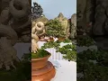Download Lagu Sancang meliuk/inspirasi bonsai juara/inspirasi bonsai sultan/inspirasi bonsai sancang juara