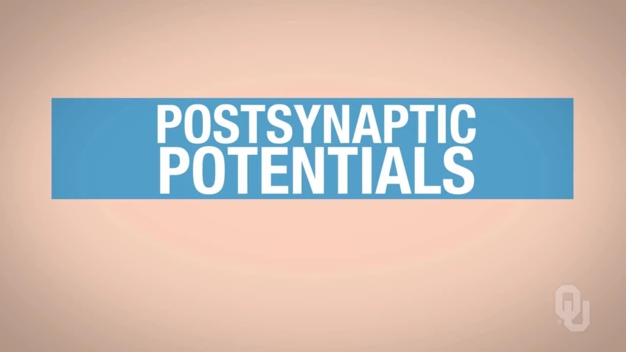 Human Physiology - Excitatory Postsynaptic Potentials