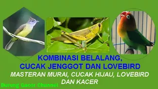 Download KOMBINASI BELALANG CUCAK JENGGOT DAN LOVEBIRD MP3