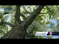 Doctor s tips to survive spring allergy season