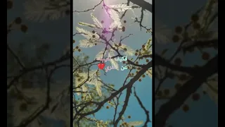 نحارب ظلمة معا كنا أيا قمري 