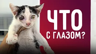 Новый котенок - Элис с пораженным глазом. Нужно удалять! Выкопали траншею под выгульник собакам.