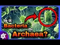 Bacteria vs Archaea Explained Key Differences Extremophiles