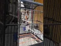 Download Lagu Cendet istimewa gacor isian tokek kucing ayam berkokok tangis bayi