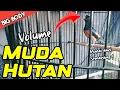 Download Lagu Murai Muda Hutan ‼️ Dari Kota Semarang Volume Gledekkkk 🔥🔥🔥