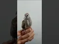 Download Lagu Ciri-ciri anak burung perkutut lokal yang jantan dan suara besar #videoshort #burung