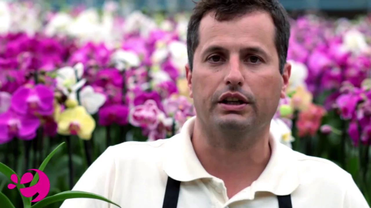 COMO PASSAR UMA ORQUÍDEA PARA UM VASO MAIOR
