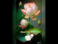 Lovely Good Morning gif Animated WhatsApp Status with Music Good Morning Wallpapers