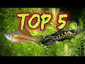 Lagu Top 5 Livebearers for Beginners