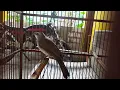 Download Lagu SUARA BURUNG-trucuk nginclong