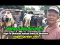 Lagu Harga Miring ‼️Sapi Bakalan Fh Jantan Umur 18 Bulanan