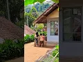 Download Lagu suasana pedesaan di pagi hari yang alami di kampung pelosok bandung selatan (Jawa Barat)#shorts