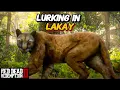 RDR2 - There s A Panther Spawn Location in Lakay Lagras How To Get Perfect 3 Star Pelt