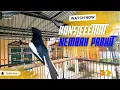 Download Lagu DIJAMIN KACER LAIN BAKAL RESPON GACOR DAN KONSLET , dengar Pancingan Kacer GACOR NEMBAK MATERI