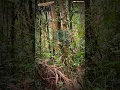 Download Lagu BL nya Kejam‼️Memikat Burung Panca warna di hutan Sumatera Utara! #jombapetualang