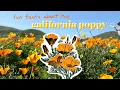 fun facts about the california poppy