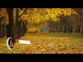 Relaxing Piano Music with Bird Sounds -NO ADS- 🖤17
