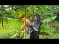 Lagu Memetik Pepaya Matang di Pohon | Bikin Permen Pepaya, Ayam Rambutan, Cah Sayur, Tempe Goreng