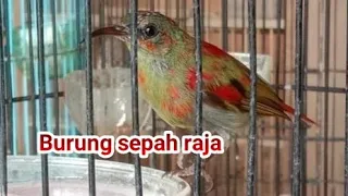 bunyi kolibri sepah raja trotolan