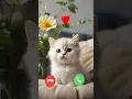 Download Lagu Cute Cat Ringtone Sound Effect 🎶🎶 Baby Cat Calling Me #shorts #ringtone #cat