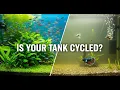 How to Cycle Your Aquarium The Secret to a Thriving Tank