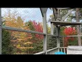 Download Lagu Catio Fall Colours a Coffee and a Kitty 😸🍁☕️