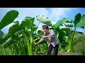 Download Lagu 芋荷长得比人还高，砍一捆做剁椒酸芋荷，煮鱼焖肉酸辣开胃菜｜pickled taro stem