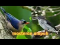 Download Lagu masteran rambatan vs siri siri