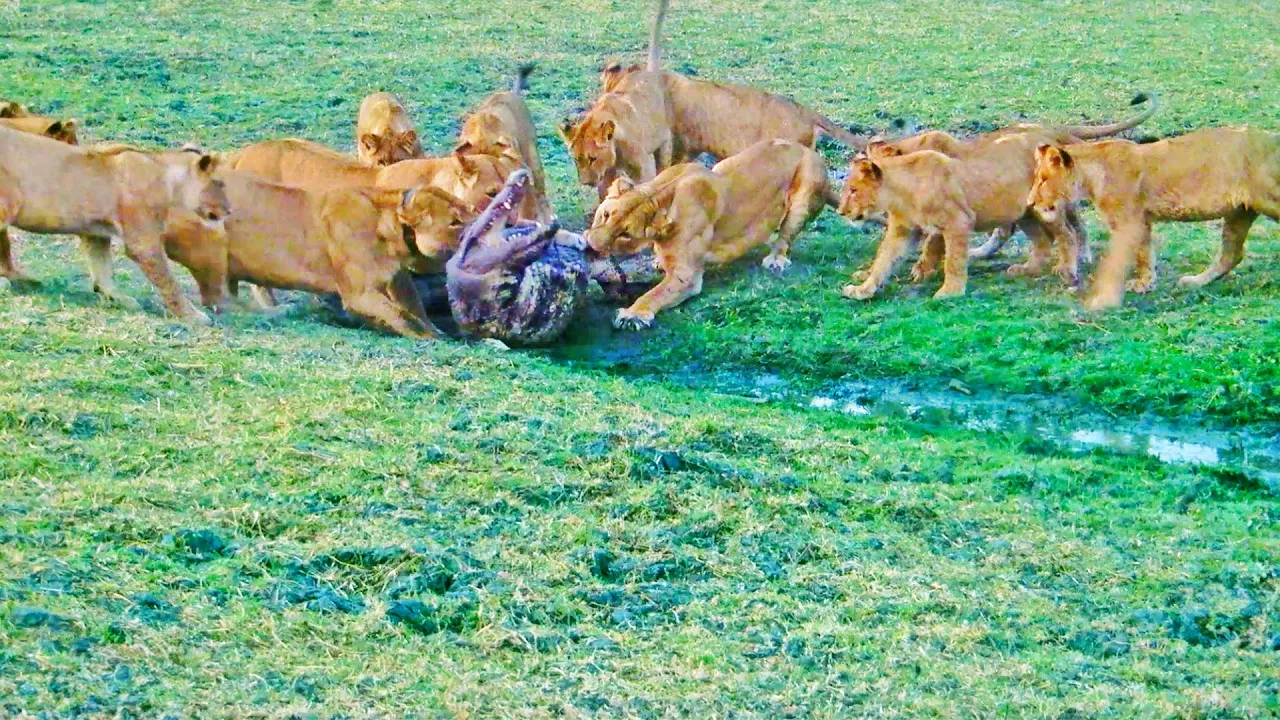 Desperate Lions Catch Crocodile to Feed Cubs