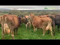Herd Sale 65 Jersey Cows