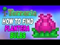 Terraria How To Find Plantera s Bulb Easy Fast Tutorial