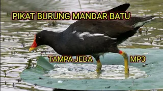 suara pikat burung mandar batu cocok bangat buat hunting tampa jeda mp3