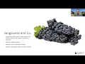 Between Two Somms - Chianti Classico