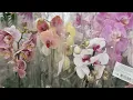 Download Lagu ОРХИДЕИ в АШАНЕ Амбар Самара 23 августа 2025г.
