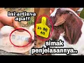 Lagu belajar mengenai boer Fb, F1, F2, F3, F4 dst, dan mengenal penanda tato di telinga atau ear tag