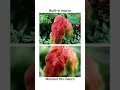 Download Lagu Built-in iPhone 15 Pro Max Lenses vs. Moment Lenses 📸 Which looks better? #iphone15promax #iphone