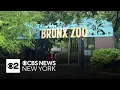 Animal keeper injured after being nipped by reptile at Bronx Zoo