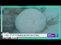 Florida scientists expect coral reef bleaching amid high ocean temperatures climate change