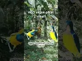 Download Lagu sogon pikat ribut kombinasi korlap #sogon #pikatsogon #korlap #pikatburcil