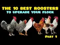 The 10 Best Roosters to Cross with Backyard Hens and Boost Egg Production