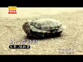 大牛 _ 陈新贵 - （好心有好报/范俊福作品)銀城版权/官方MV💯
